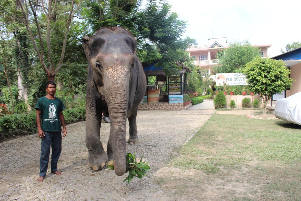 Eco Adventure Resort Sauraha Buitenkant foto