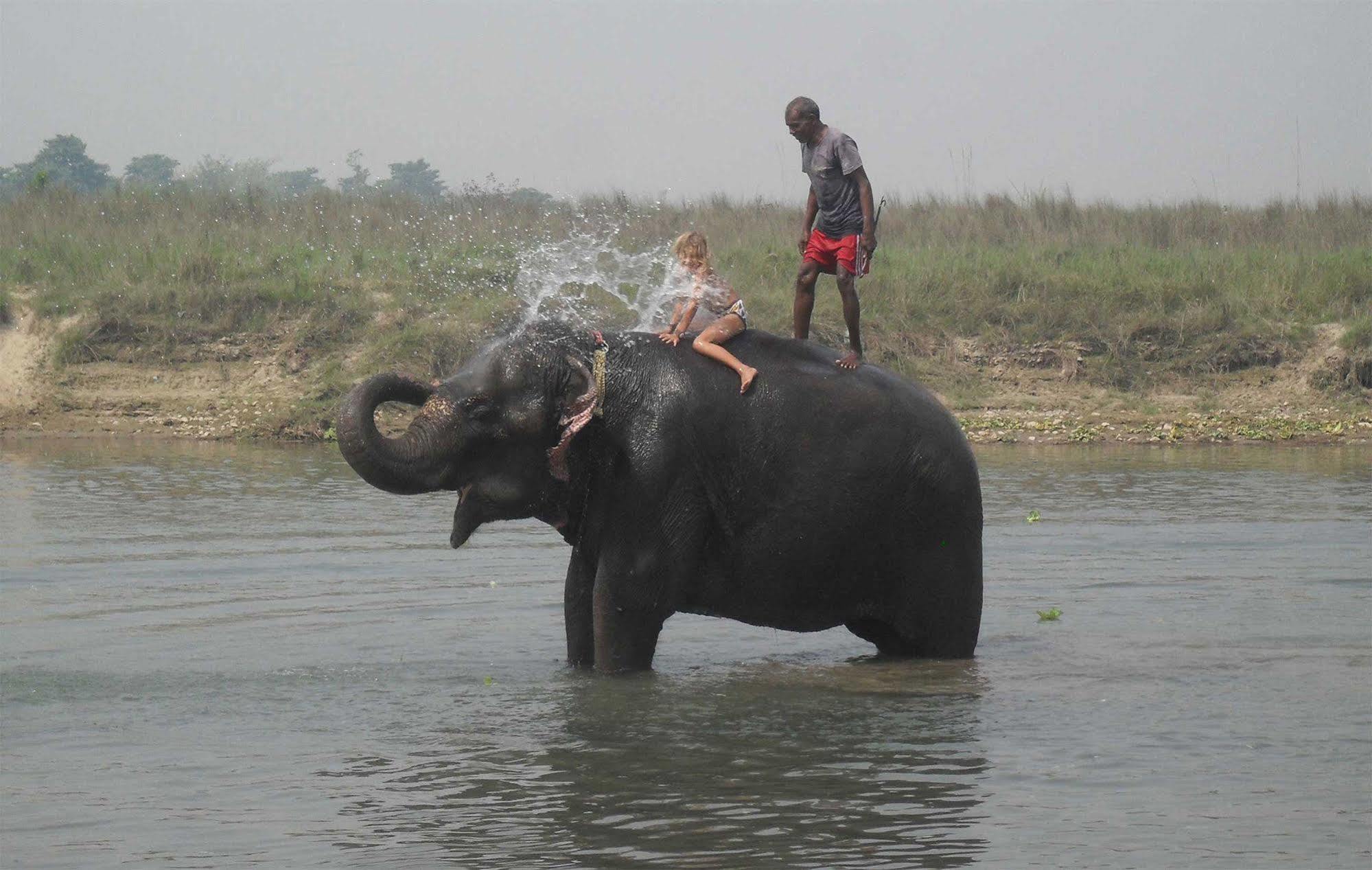 Eco Adventure Resort Sauraha Buitenkant foto