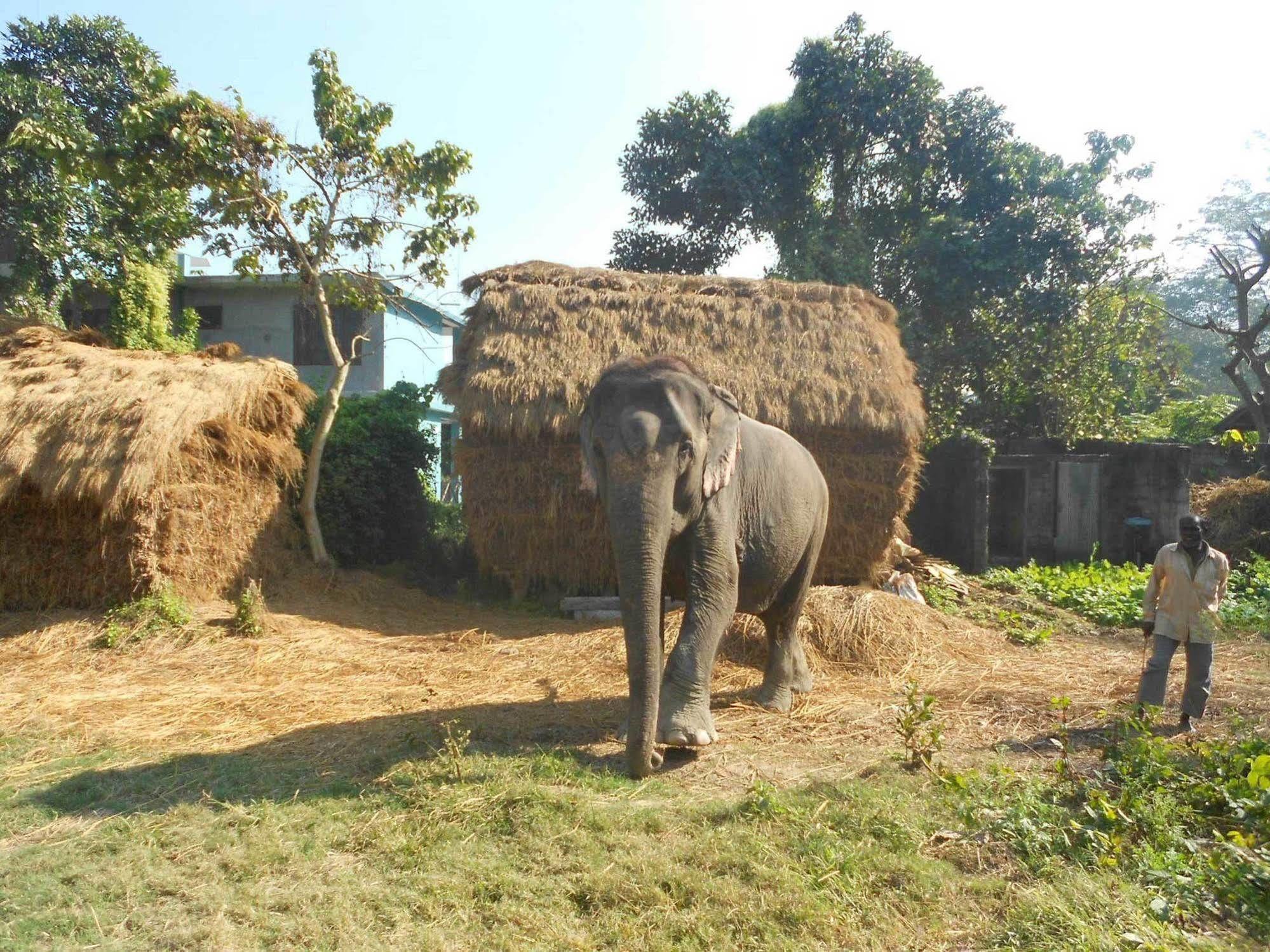 Eco Adventure Resort Sauraha Buitenkant foto